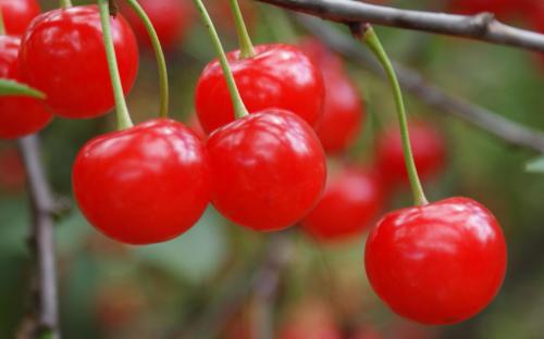 Montmorency Cherry Rosé Balsamic Vinegar