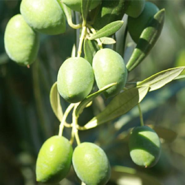 Picual - Robust - Australia Ultra-Premium EVOO