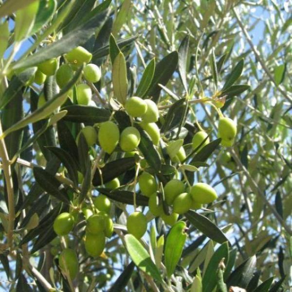 Koroneiki - Mild - Australia EVOO